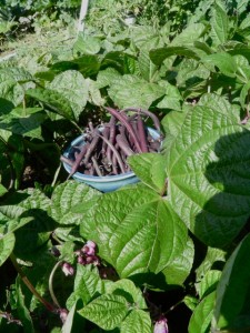 Royal Burgundy bush bean  