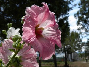 Hollyhocks  