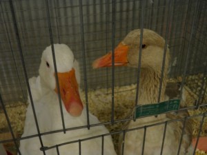 Two ducks  