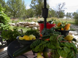 Summer garden bounty  