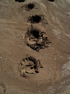 Bear tracks in driveway  