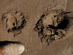 Bear tracks in driveway  